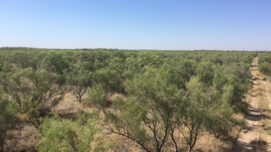 Лесные хозяйства Кызылординской области ежегодно садят саксаул