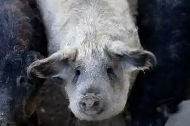 свиньи венгерской породы Мангалица (Mangalica)