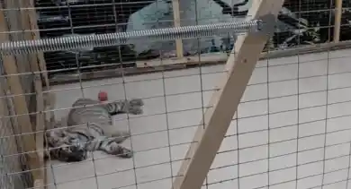 из открытых источников