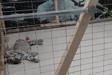 Почему закрыли контактный зоопарк, объяснили в акимате Алматы