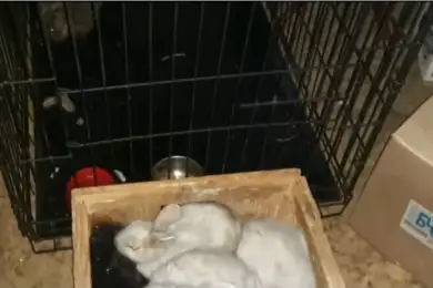 Более 20 питомцев зоомагазина погибли в пожаре