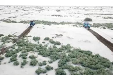 Узбекистан и Казахстан не ведают, что творят на дне Аральского моря. Видео