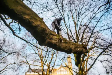 Токаев поручил разобраться с дровосеками от Sulpak