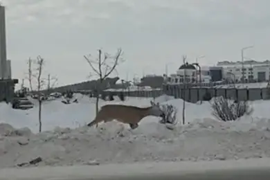 Дикий олененок бегает по Нур-Султану, появилось видео