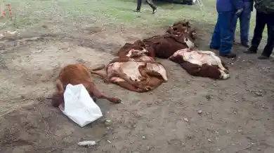 Эпидемия среди скота в Казахстане привела к массовому падежу. У коров и телят деформируются рога и копыта 