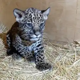 Ягуар в зоопарке Алматы