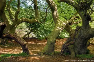 Спрятанные лесные женщины. Найди, если сможешь! Видео, фото
