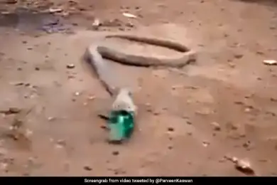 Мучения кобры, проглотившей пластиковую бутылку, сняли на видео