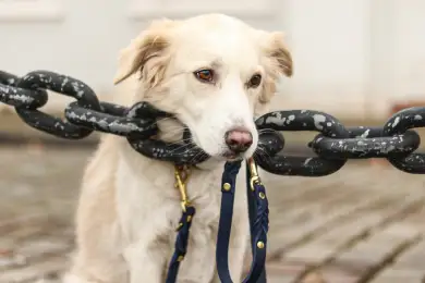 Почему реформы в Казахстане невозможны — Олжас Худайбергенов