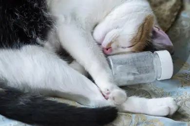 Кошачьи лекарства оказались эффективны против COVID