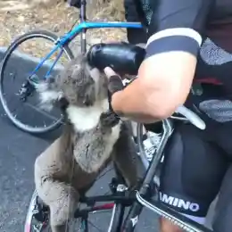 кадр из видео