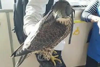 Сокол развлек автобусных пассажиров в Кокшетау