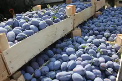 иллюстративное