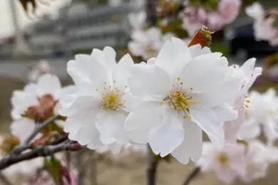 Народу Казахстана подарили морозоусточивую сакуру «Нур-Султан»