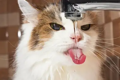 Алкоголь лился из водопроводных кранов дома в Индии