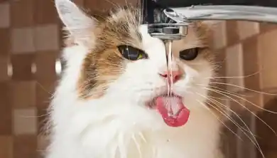 иллюстративное фото