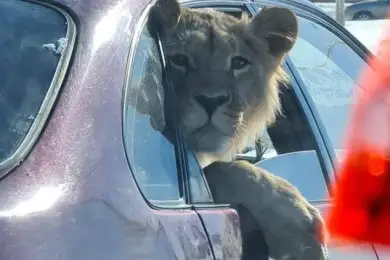 Лев, который живет в Караганде. Автопрогулку с животным прокомментировали в Минэкологии