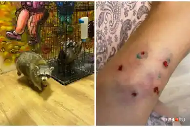Енот покусал восьмилетнего ребенка в Екатеринбурге