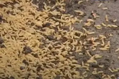 Нашествие белых червей напугало жителей Алматы