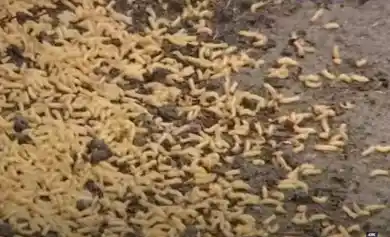 кадр из видео