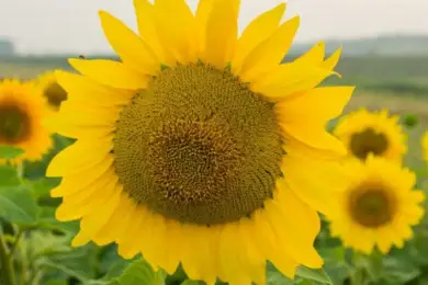 Рекордно жарким оказался июль в Казахстане 