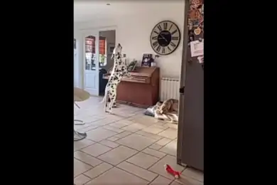 Пес тайком научился играть на пианино и петь. Видео