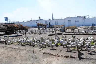 "Сбежали зеки из колонии в Семее": в соцсетях разлетелся новый слух