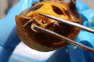 Беременного таракана прооперировали в России — видео