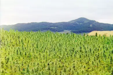 Дипломированных специалистов по конопле выпустит вуз США