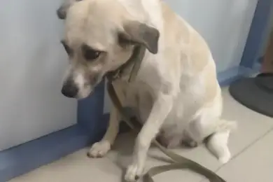 Собаки загрызли девочку в Сатпаеве. Кто виноват? — ответ экспертов. Видео