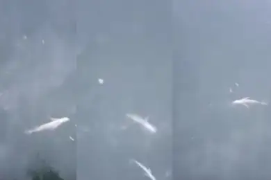 Мертвая рыба всплыла на реке Урал в районе АНПЗ