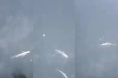 кадры из видео