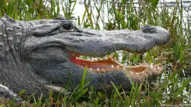 иллюстративное