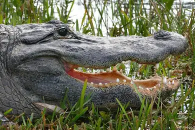 В Москве умер легендарный 84-летний «крокодил Гитлера»