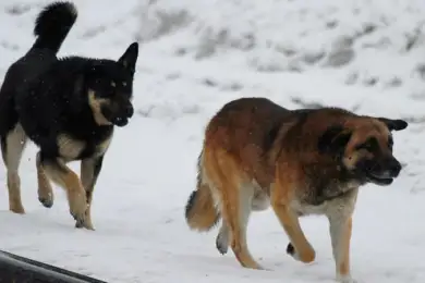 Собаки растерзали тело новорожденного в России