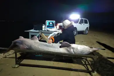 Гигантскую белугу поймали в Атырауской области. Видео