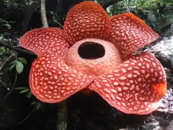 Гигантский цветок-монстр обнаружили ученые