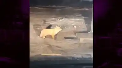 кадр из видео