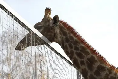 Болевой шок: любимец публики жираф Байтерек умер в зоопарке