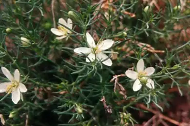 Ядовитой травой «лечил» людей житель Петропавловска