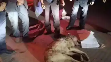 убитый волк