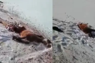 Кровавое месиво. Видео раздавленного поездом табуна лошадей появилось в сети