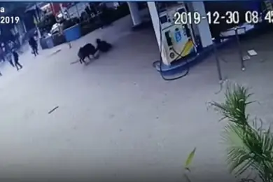 Дикая свинья атаковала людей на автозаправке в Индии