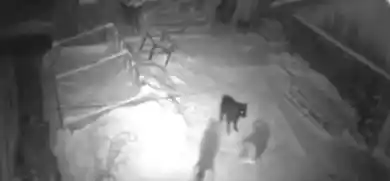 кадр из видео