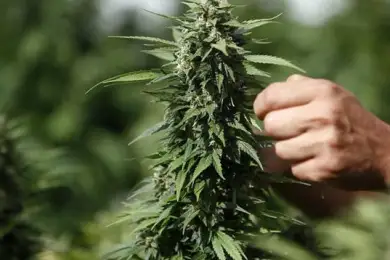 Более 60 кустов конопли взрастил казахстанец