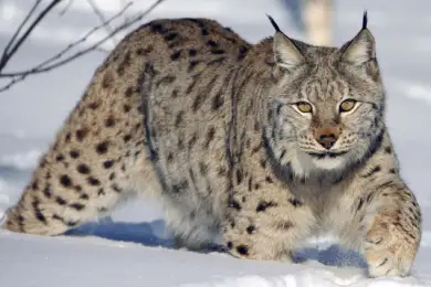 Рысь пришла к людям в Семее