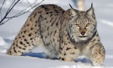 из открытых источников