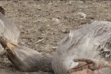 Дороги усыпаны мертвыми курами в Павлодарской области. Видео