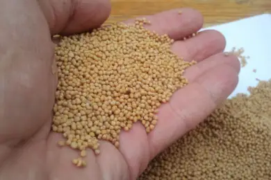 Казахстанцы пытаются нелегально купить элитные семена у Канады