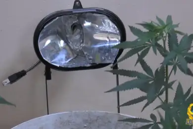 Квартирная конопля. Алматинская семья наказана за «фермерство»